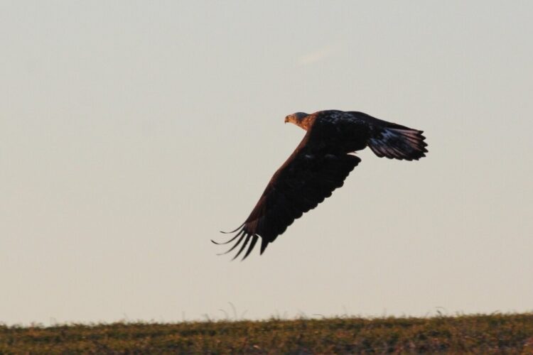 The Right Tool for the Job: Nature Photography Camera Basics